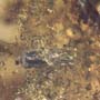 Rare Swarm Of Bark Beetles In Dominican Amber