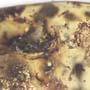 Rare Swarm Of Bark Beetles In Dominican Amber