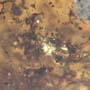 Rare Swarm Of Bark Beetles In Dominican Amber