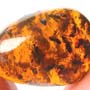 Rare Swarm Of Black Scavenger Flies In Dominican Amber