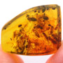 Rare Swarm Of Worker Ants In Dominican Amber