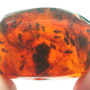 Rare Swarm Of Black Scavenger Fly In Dominican Amber