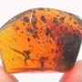 Rare Swarm Of Black Scavenger Fly In Dominican Amber