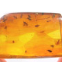 Rare Swarm Of Black Scavenger Fly In Dominican Amber