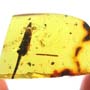 Rare Swarm Of Elongate Springtail And Flower Bud In Dominican Amber