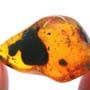Common Swarm Of Elongate Springtail In Dominican Amber