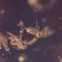 Common Swarm Of Elongate Springtail In Dominican Amber