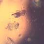 Common Swarm Of Elongate Springtail In Dominican Amber