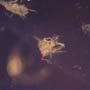 Common Swarm Of Elongate Springtail In Dominican Amber