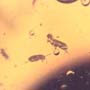 Common Swarm Of Elongate Springtail In Dominican Amber