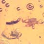 Common Swarm Of Elongate Springtail In Dominican Amber