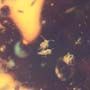 Common Swarm Of Elongate Springtail In Dominican Amber