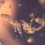 Common Swarm Of Elongate Springtail In Dominican Amber