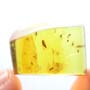 Rare Swarm Of Gall Midges, Barklouse And Beetle In Dominican Amber.