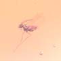 Rare Swarm Of Gall Midges, Barklouse And Beetle In Dominican Amber.