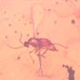 Rare Swarm Of Gall Midges, Barklouse And Beetle In Dominican Amber.