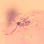 Rare Swarm Of Gall Midges, Barklouse And Beetle In Dominican Amber.