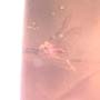 Rare Swarm Of Gall Midges, Barklouse And Beetle In Dominican Amber.