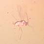Rare Swarm Of Gall Midges, Barklouse And Beetle In Dominican Amber.