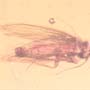 Rare Swarm Of Gall Midges, Barklouse And Beetle In Dominican Amber.