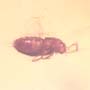 Rare Swarm Of Gall Midges, Barklouse And Beetle In Dominican Amber.