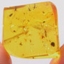 Rare Swarm Of Gall Midges And Four Eggs In Dominican Amber.