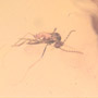 Rare Swarm Of Gall Midges And Four Eggs In Dominican Amber.