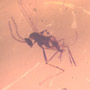 Rare Swarm Of Gall Midges And Four Eggs In Dominican Amber.