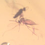 Rare Swarm Of Gall Midges And Four Eggs In Dominican Amber.