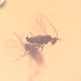 Rare Swarm Of Gall Midges And Four Eggs In Dominican Amber.