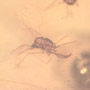 Rare Swarm Of Gall Midges And Four Eggs In Dominican Amber.