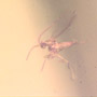 Rare Swarm Of Gall Midges And Four Eggs In Dominican Amber.
