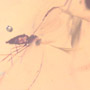 Rare Swarm Of Gall Midges And Four Eggs In Dominican Amber.