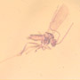 Rare Swarm Of Gall Midges And Four Eggs In Dominican Amber.
