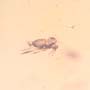 Rare Swarm Of Gall Midges And Moth Fly In Dominican Amber.
