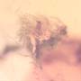 Rare Swarm Of Gall Midges And Moth Fly In Dominican Amber.