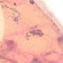 Rare Swarm Of Gall Midges And Moth Fly In Dominican Amber.