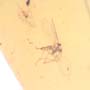Rare Swarm Of Gall Midges And Moth Fly In Dominican Amber.