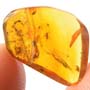 Rare Swarm Of Gall Midges, Mold, Moth Fly And Fungus Gnat In Dominican Amber