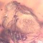 Rare Swarm Of Gall Midges, Mold, Moth Fly And Fungus Gnat In Dominican Amber