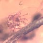 Rare Swarm Of Gall Midges, Mold, Moth Fly And Fungus Gnat In Dominican Amber