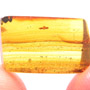 Rare Swarm Of Immature Isopod In Dominican Amber