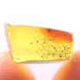 Rare Swarm Of Larva In Dominican Amber.