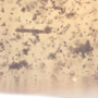 Rare Swarm Of Larva In Dominican Amber.