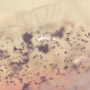 Rare Swarm Of Larva In Dominican Amber.