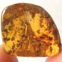 Rare Swarm Of Long Legged Fly In Dominican Amber