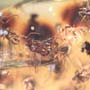 Rare Swarm Of Long Legged Fly In Dominican Amber