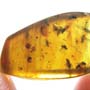 Rare Swarm Of Long Legged Fly In Dominican Amber