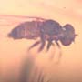 Rare Swarm Of Long Legged Fly In Dominican Amber