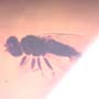 Rare Swarm Of Long Legged Fly In Dominican Amber